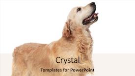  Presentation with black and gold and white - Theme with golden retriever with tongue expose background and a coral colored foreground