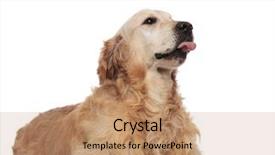  Presentation with gold food white - Audience pleasing PPT theme consisting of golden retriever with tongue expose backdrop and a  colored foreground
