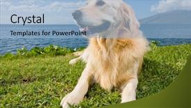  Presentation with golden standard - Amazing slides having golden retriever backdrop and a light blue colored foreground