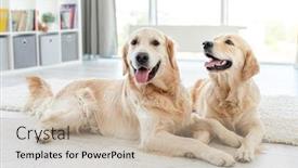  Presentation with golden - Cool new slide set with golden-retrievers-lying-on-floor backdrop and a mint green colored foreground