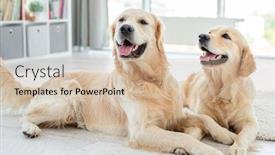  Presentation with floor - PPT theme with golden-retrievers-lying-on-floor background and a soft green colored foreground