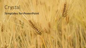  Presentation with golden rice - Cool new slide deck with golden rice ears close up backdrop and a yellow colored foreground