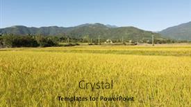  Presentation with golden rice - Colorful slide set enhanced with golden rice farm landscape backdrop and a gold colored foreground