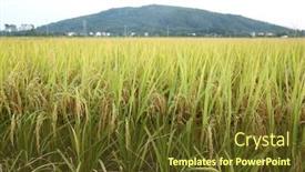  Presentation with golden rice - Presentation design enhanced with golden-rice-field background and a tawny brown colored foreground