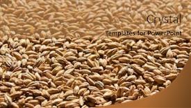  Presentation with grains - Presentation theme with golden-ripe-barley-grains background and a coral colored foreground