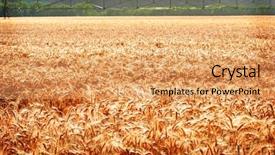  Presentation with irrigation - Presentation consisting of golden ripe wheat with irrigation background and a coral colored foreground