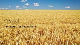  Presentation with blue sky - Presentation theme enhanced with golden-rye-field-over-blue background and a yellow colored foreground