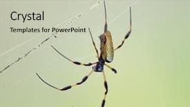  Presentation with spider - Slide deck with golden silk orb weaver spider background and a soft green colored foreground