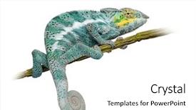  Presentation with fall leaves border white - Beautiful presentation featuring golden spiral - chameleon furcifer pardalis - nosy backdrop and a  colored foreground