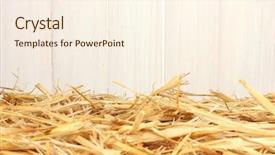  Presentation with white gold award - PPT theme featuring golden-straw-against-the-white background and a cream colored foreground