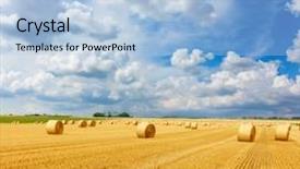  Presentation with hay field - Beautiful PPT theme featuring golden straw bales of hay backdrop and a light blue colored foreground