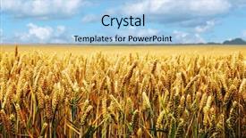  Presentation with summer wheat field blue - Amazing theme having golden summer landscape - wheat field backdrop and a light blue colored foreground