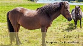  Presentation with tundra - Amazing PPT theme having golden-summer-sunset-herd backdrop and a yellow colored foreground
