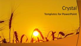  Presentation with summer sun - PPT layouts consisting of golden sunset - sun over grain field background and a gold colored foreground