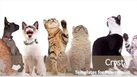  Presentation with cats - Amazing PPT theme having golden team - curious adorable cats looking up backdrop and a coral colored foreground