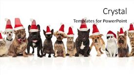  Presentation with pets - Amazing presentation theme having golden team - many adorable pets of different backdrop and a white colored foreground