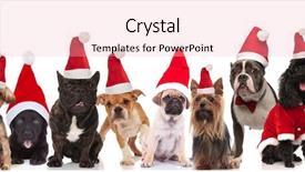  Presentation with dog baby cute child - Slides having golden team - many cute dogs of different background and a lemonade colored foreground