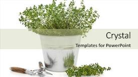  Presentation with thyme - PPT theme having golden thyme herb background and a  colored foreground