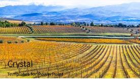  Presentation with grape vine - Presentation featuring golden vineyards beautiful fields background and a gold colored foreground