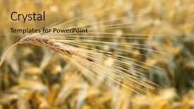  Presentation with ear - Theme having golden wheat ear south ukraine background and a yellow colored foreground