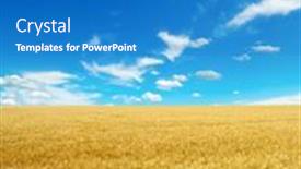  Presentation with wheat - Amazing slide deck having golden-wheat-field-and-blue backdrop and a teal colored foreground