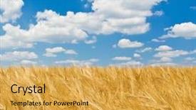  Presentation with wheat - PPT theme consisting of golden wheat field and blue sky landscape background and a yellow colored foreground