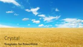  Presentation with wheat - Audience pleasing presentation design consisting of golden-wheat-field-and-bright backdrop and a yellow colored foreground