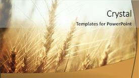  Presentation with wheat - Presentation design enhanced with golden wheat field and sunny background and a cool aqua colored foreground