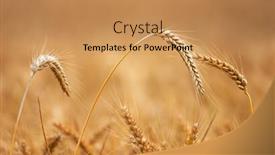  Presentation with harvest - PPT theme with golden-wheat-field-before-harvest background and a coral colored foreground