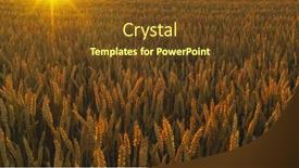  Presentation with wheat - PPT layouts enhanced with golden-wheat-field-during-sunset background and a tawny brown colored foreground
