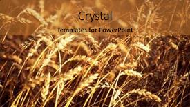  Presentation with wheat - Audience pleasing PPT layouts consisting of golden wheat field under a blue sky and sunshine backdrop and a gold colored foreground