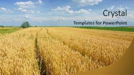  Presentation with sky blue and golden yellow - Beautiful presentation design featuring golden wheat field with cloudy backdrop and a light blue colored foreground