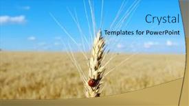  Presentation with ladybug - PPT theme enhanced with golden-wheat-field-with-ladybug background and a light blue colored foreground