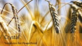  Presentation with wheat - Audience pleasing PPT theme consisting of golden wheat field backdrop and a gold colored foreground