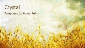  Presentation with farm - Colorful PPT theme enhanced with golden wheat in a farm backdrop and a cream colored foreground