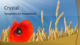  Presentation with poppy - Cool new presentation theme with golden wheat with red poppy in the blue sky background backdrop and a light blue colored foreground