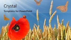  Presentation with butterflys - Slide deck featuring golden wheat with red poppy and butterflys in the blue sky background background and a light blue colored foreground