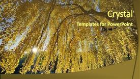  Presentation with golden yellow - Slide set with golden yellow canopy of weeping background and a tawny brown colored foreground