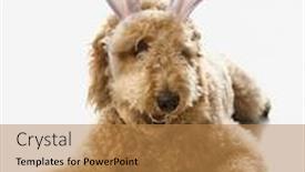  Presentation with bunny - Audience pleasing presentation theme consisting of goldendoodle dog in bunny ears backdrop and a coral colored foreground