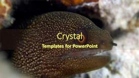  Presentation with tropical - Slide deck enhanced with goldentail-moray-eel-in-tropical background and a tawny brown colored foreground