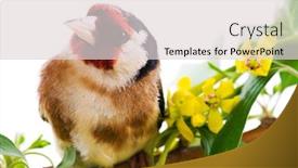  Presentation with spring tree - Audience pleasing slide set consisting of goldfinch sitting on a branch of blossom tree in spring backdrop and a light gray colored foreground