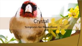 Presentation with spring tree - Presentation design having goldfinch sitting on a branch of blossom tree in spring background and a gold colored foreground