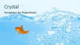  Presentation with goldfish - Amazing PPT layouts having goldfish against white background against close up on blue sparkling water backdrop and a sky blue colored foreground