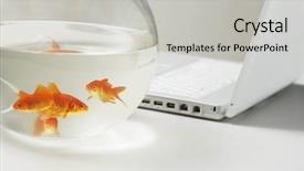  Presentation with goldfish - Amazing PPT theme having goldfish and laptop backdrop and a  colored foreground