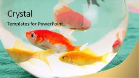  Presentation with pets - PPT theme featuring goldfish aquarium - fishes in a round glass background and a mint green colored foreground