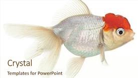  Presentation with white gold - Audience pleasing PPT layouts consisting of goldfish aquarium - gold fish isolation backdrop and a  colored foreground