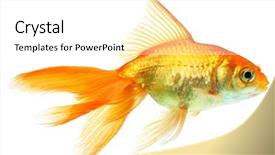  Presentation with mythology gold fish - Beautiful slides featuring goldfish aquarium - gold fish isolation backdrop and a white colored foreground