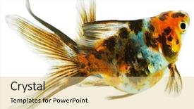  Presentation with white gold - PPT theme with goldfish aquarium - gold fish isolation background and a blonde colored foreground