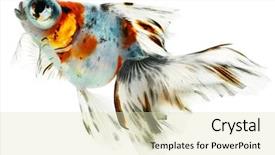  Presentation with mythology gold fish - Amazing presentation theme having goldfish aquarium - gold fish isolation backdrop and a soft green colored foreground