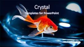  Presentation with goldfish - Cool new presentation with goldfish floats in an aquarium backdrop and a navy blue colored foreground